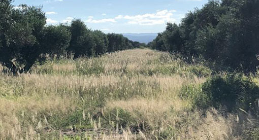 nuestra finca