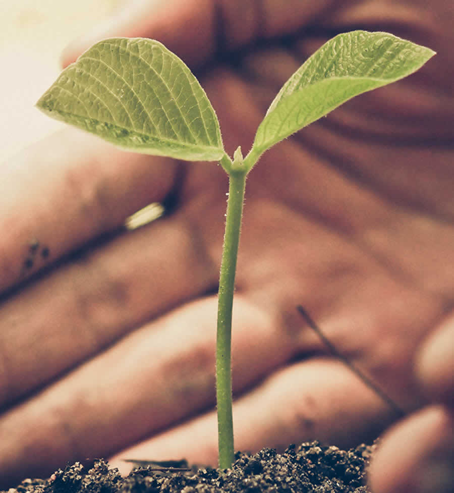 Terra Sana somos orgánicos