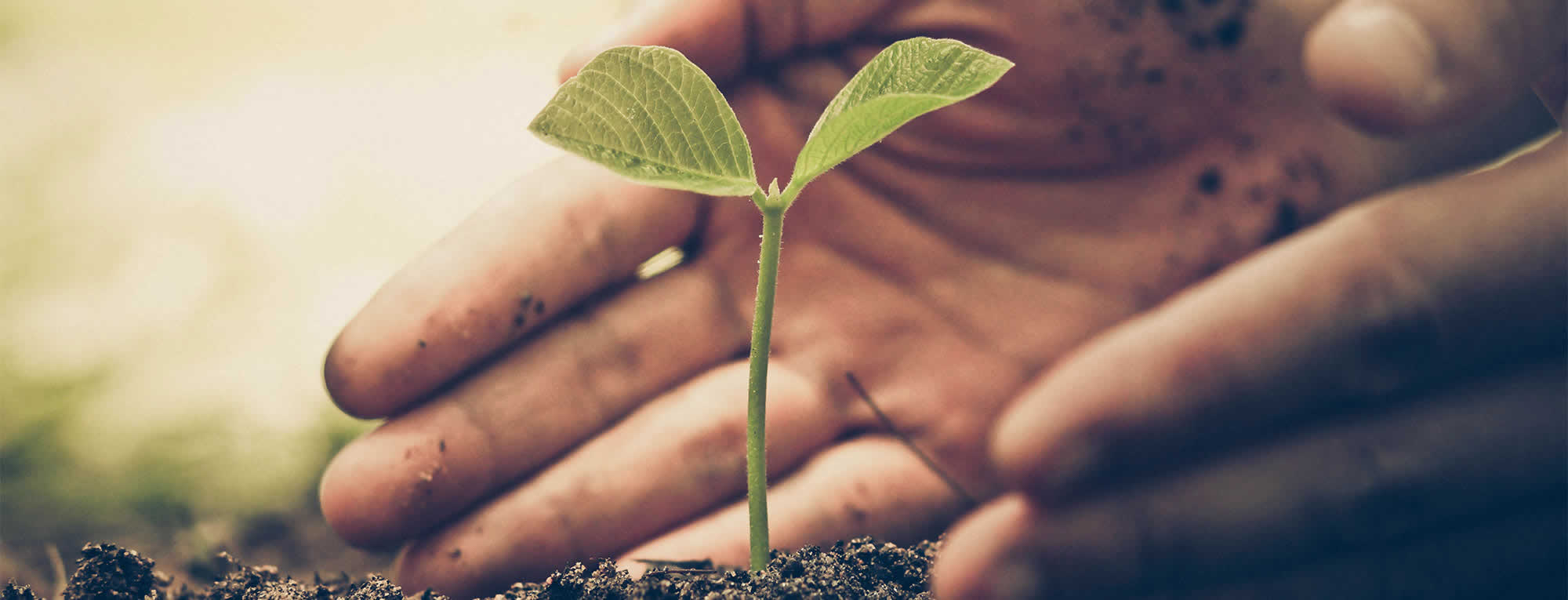 Terra Sana somos orgánicos